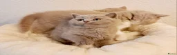 British Shorthair cats for sale: Beautiful British Shorthair Males & Females - Advert 14