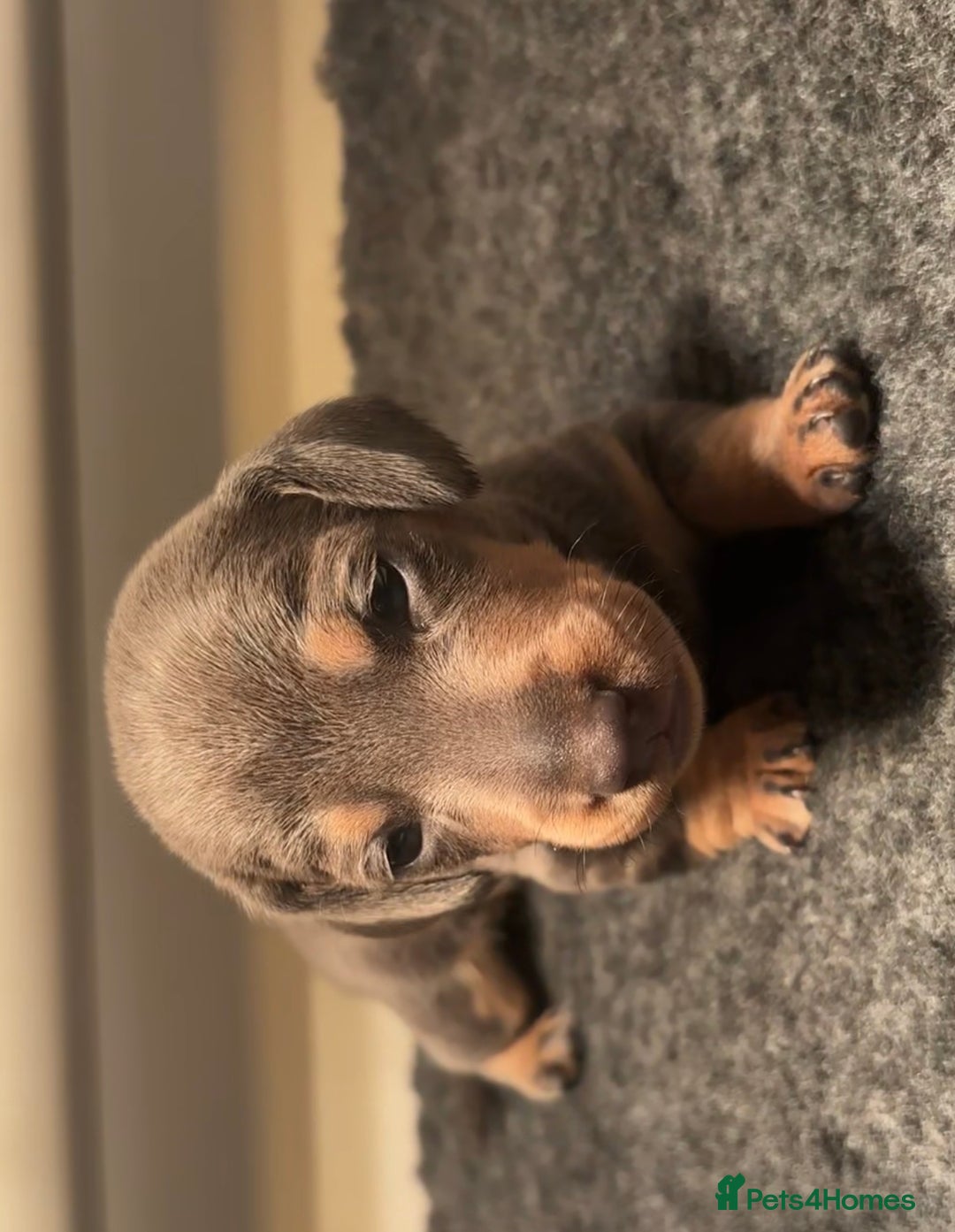 Miniature Dachshund dogs for sale: Blue & Tan Miniature Dachshund  - Advert 19
