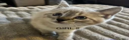 Mixed Breed cats for sale: Bengal cross Kittens for sale inc White/ Cream in Petworth - Advert 10