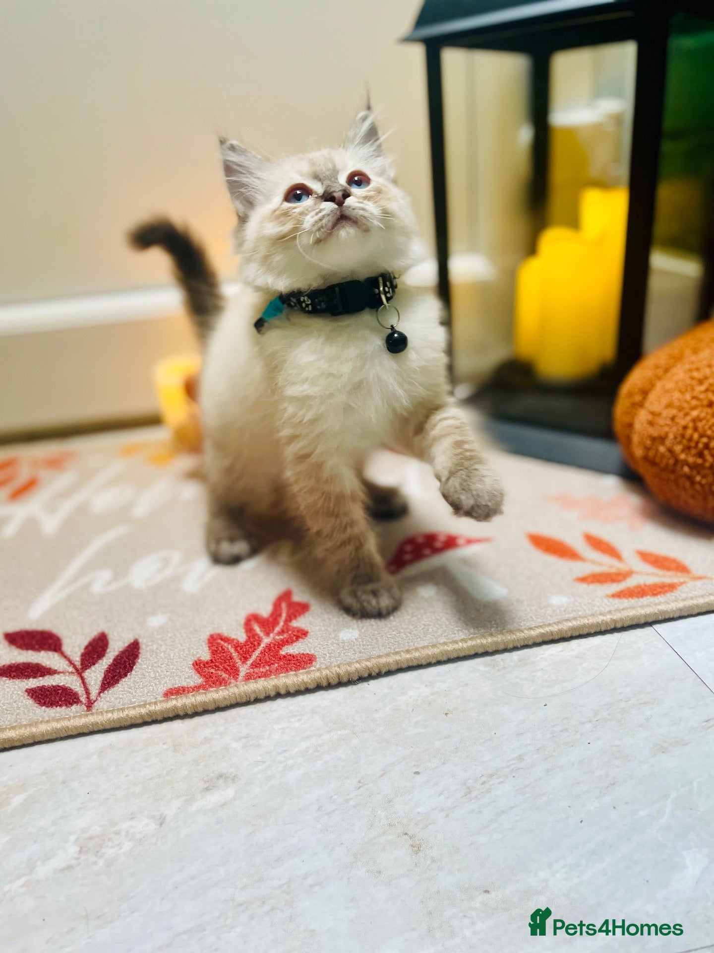 Ragdoll cats Pedigree ragdolls with docs and certificates - Advert 1