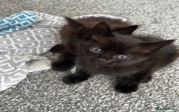 Domestic Shorthair cats for sale: Super cute kittens!  - Image 6