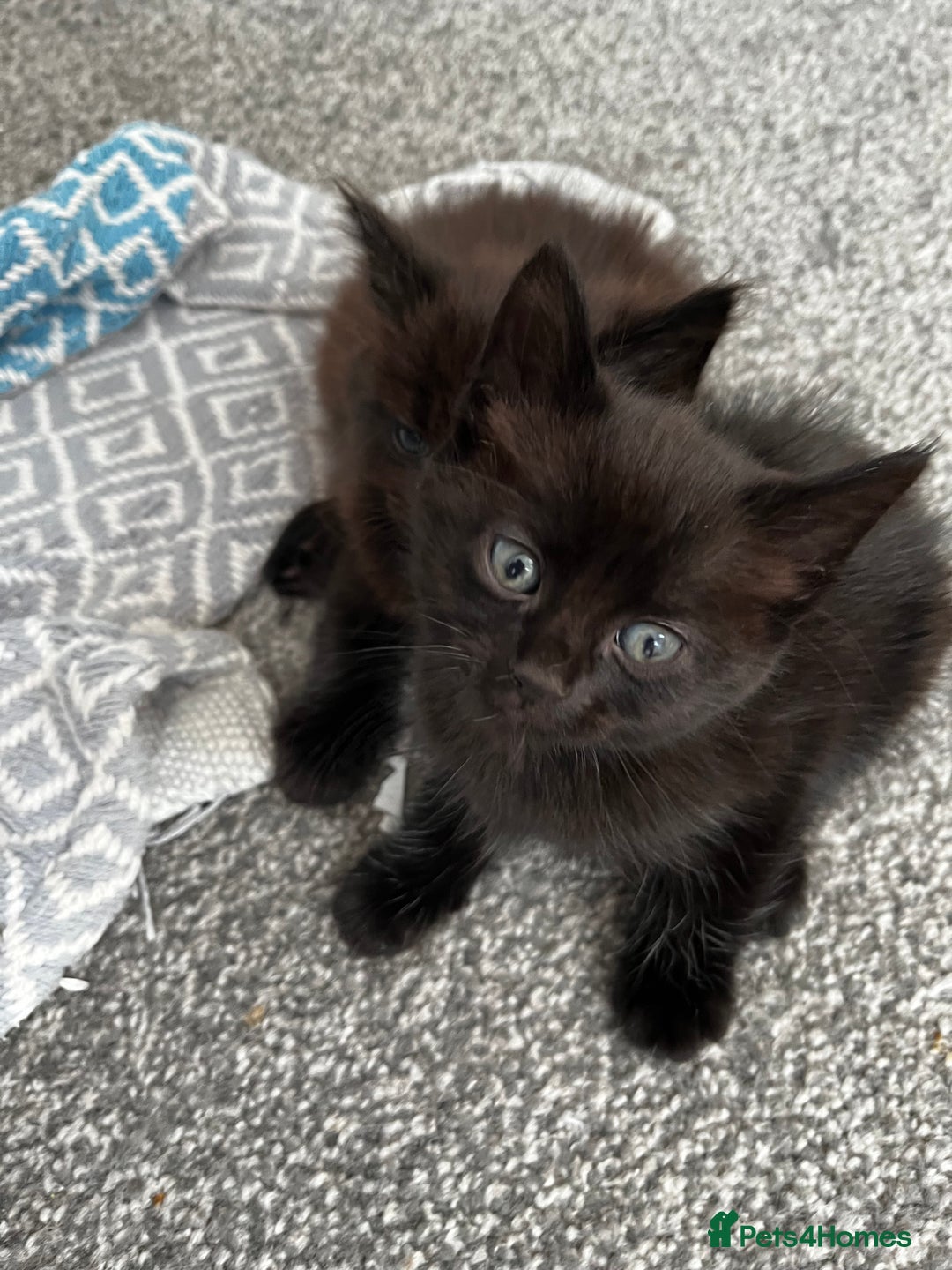 Domestic Shorthair cats for sale: Super cute kittens!  - Image 6