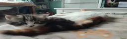 Mixed Breed cats for sale: 3 gorgeous kittens looking for forever home - Advert 10