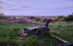 Mixed Breed cats for sale: 3 Beautiful Norwegian Forest X Kittens for sale. - Advert 16