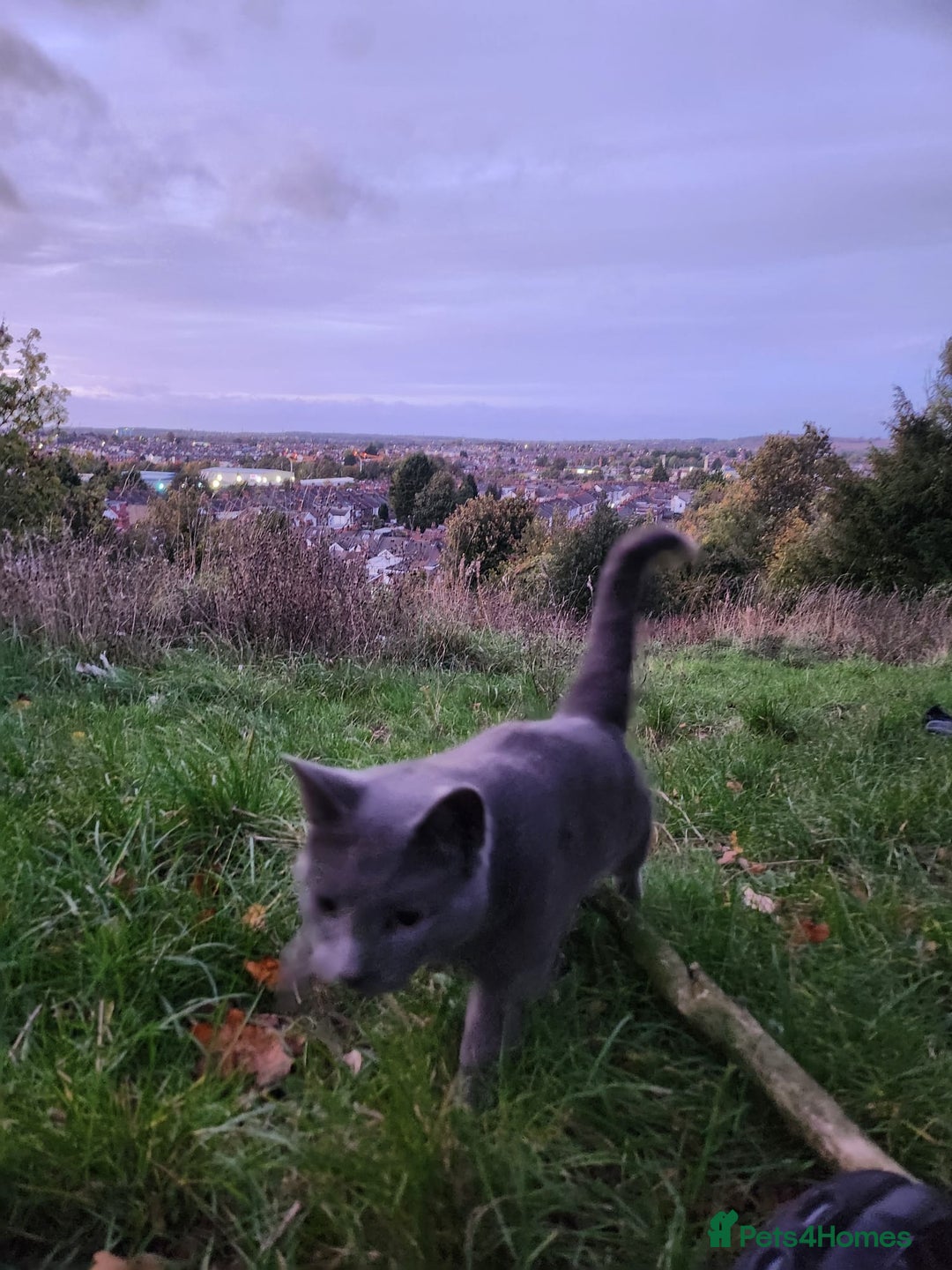 Mixed Breed cats for sale: 3 Beautiful Norwegian Forest X Kittens for sale. - Advert 16