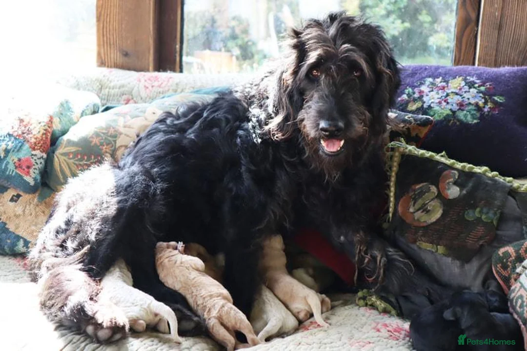 Labradoodle dogs for sale: Labradoodle Puppies Last 2 Boys Price Reduced - Advert 1