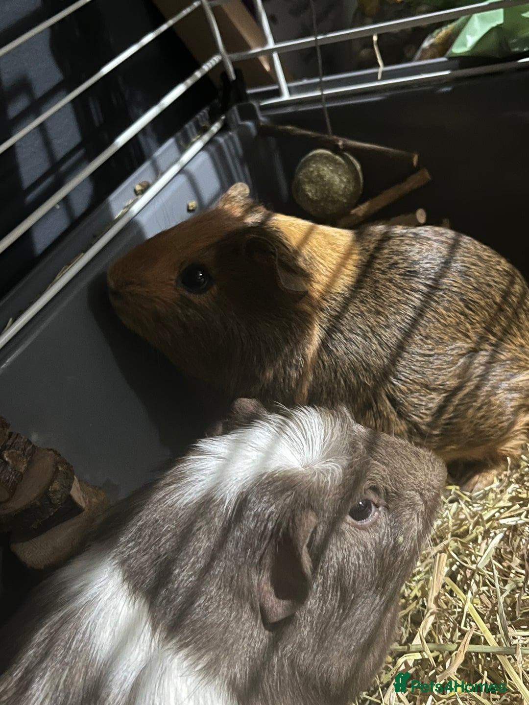 Guinea Pig rodents for sale: Guinea pigs  - Advert 1