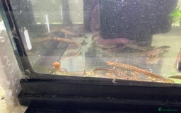 Newt reptiles for sale: Alpine newts for sale - Image 1