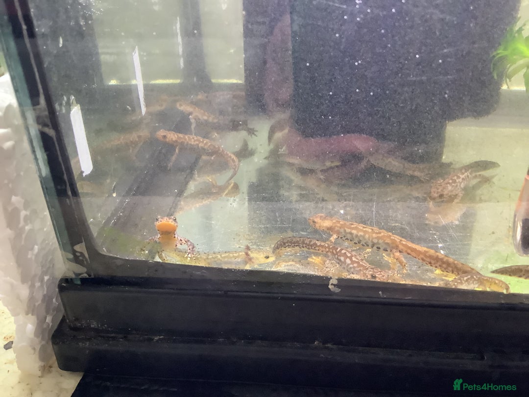 Newt reptiles for sale: Alpine newts for sale - Image 1