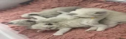 Ragdoll cats for sale: Champion Lines TICA Registered Ragdoll Kittens - Advert 4