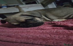 French Bulldog dogs for sale: French bull dog Puppies - Image 16