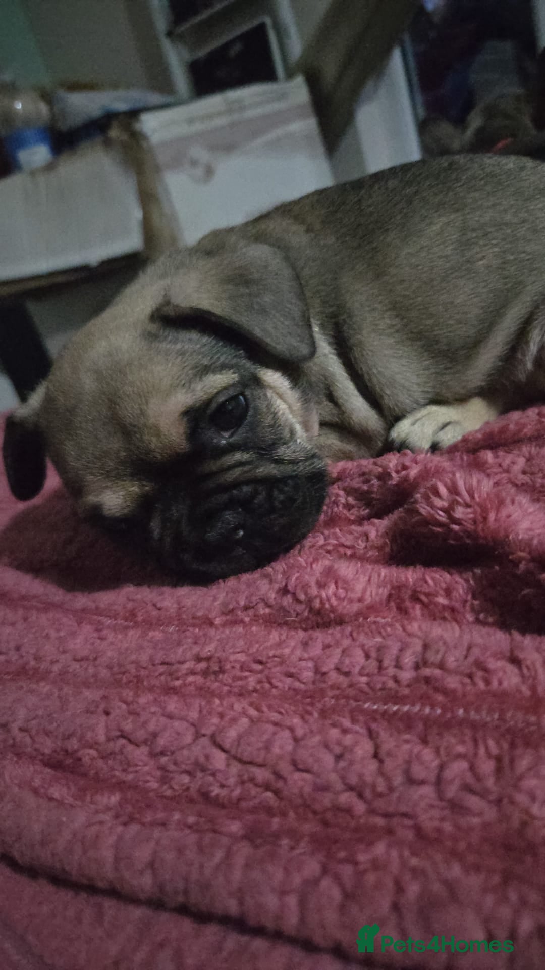 French Bulldog dogs for sale: French bull dog Puppies - Image 16