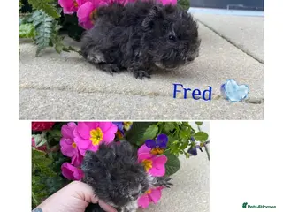 Guinea Pig rodents Pedigree Lunkarya Guinea pigs - Advert 5