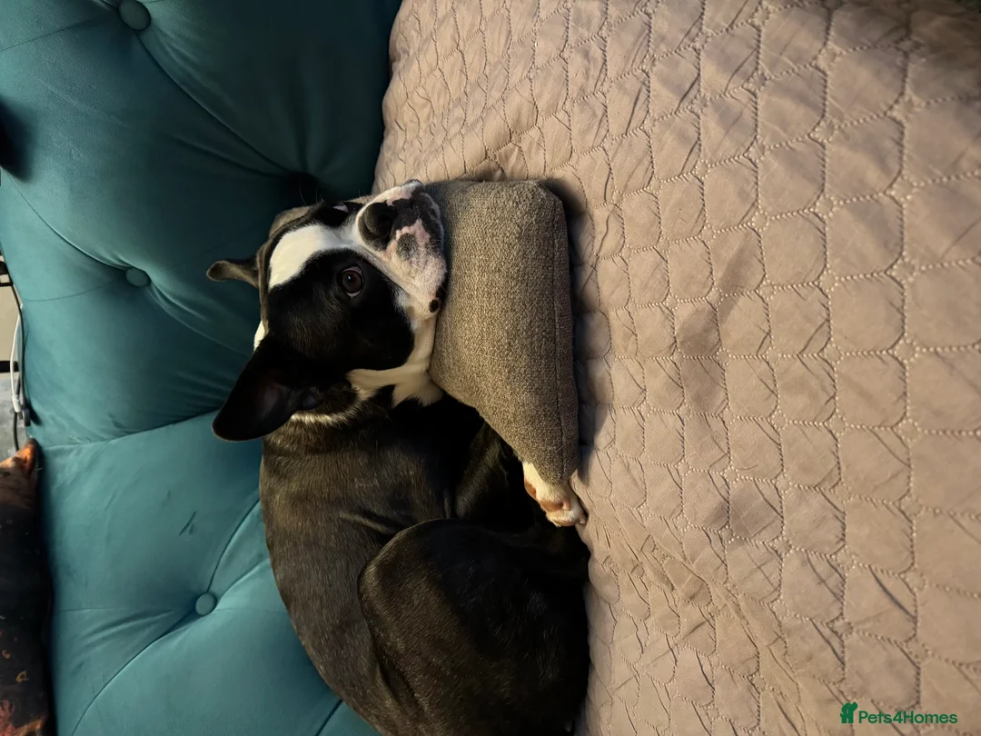 Boston Terrier dogs for stud: Prince of Peacock Boston ready for stud - Advert 5