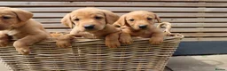 Labrador Retriever dogs for sale: Beautiful KC Registered Labrador Puppies - Advert 7