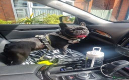 French Bulldog dogs for sale: Nearly 5 year old French Bulldog for rehoming - Advert 3