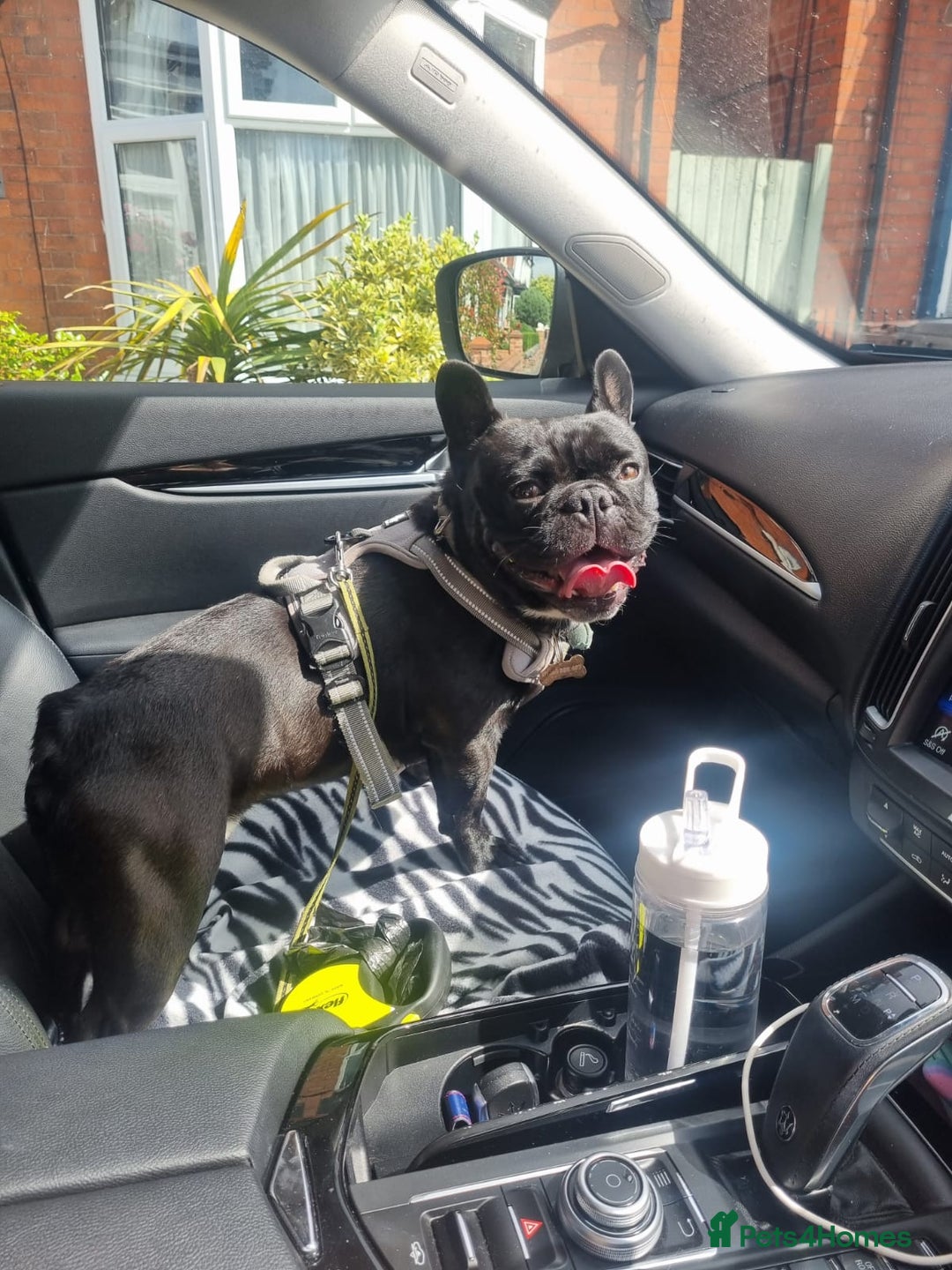 French Bulldog dogs for sale: Nearly 5 year old French Bulldog for rehoming - Advert 3