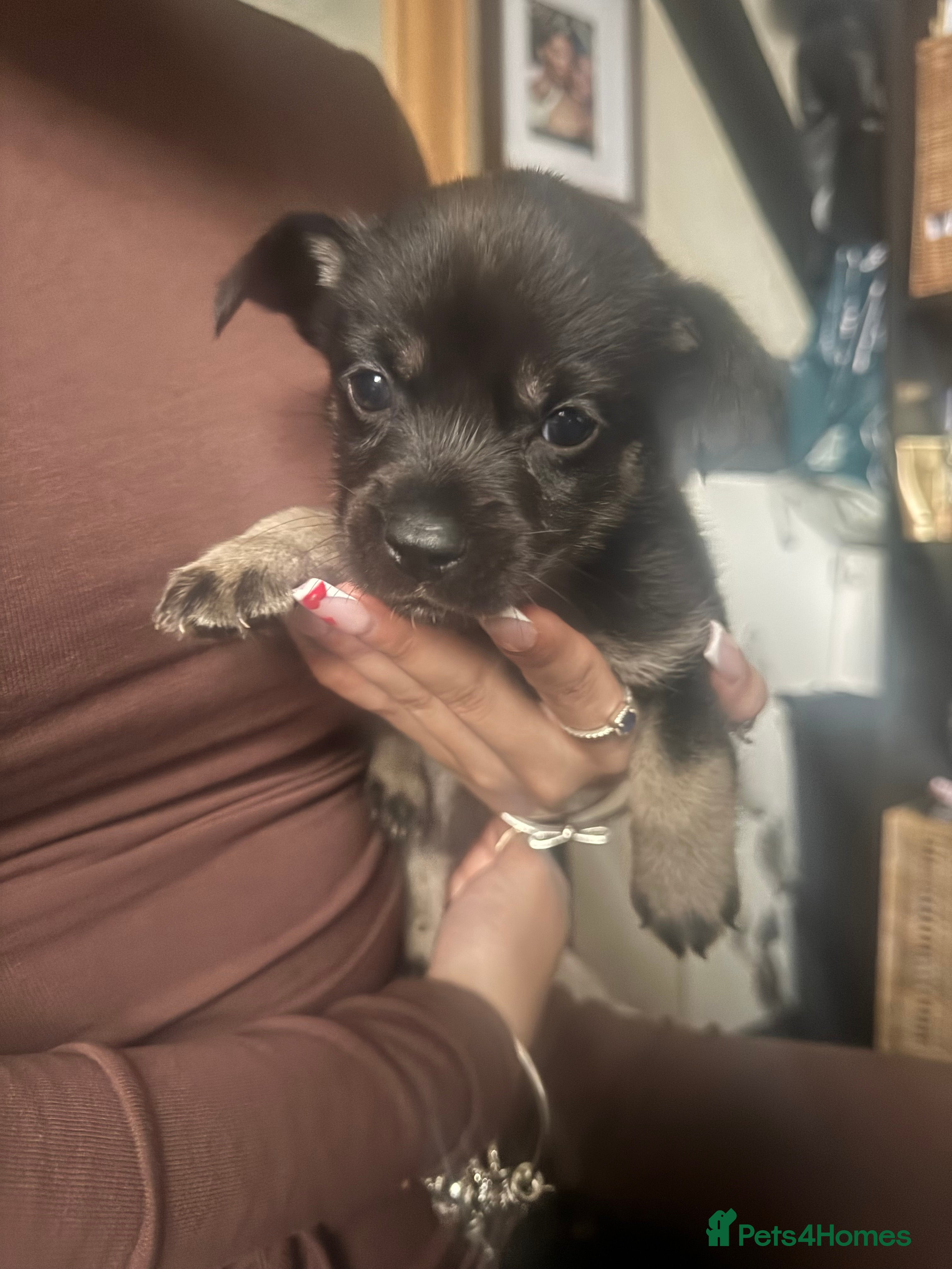 Mixed Breed dogs Husky cross cockerspaniel puppies  - Advert 9