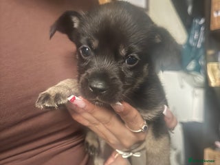 Mixed Breed dogs Husky cross cockerspaniel puppies - Advert 1