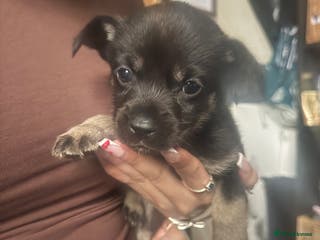 Mixed Breed dogs Husky cross cockerspaniel puppies - Advert 11