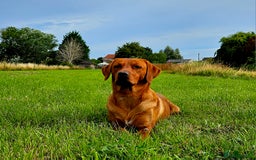 Labrador Retriever dogs for stud: Dark Fox Red Labrador Stud Dog - Image 5