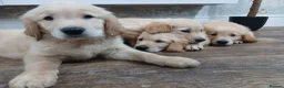 Golden Retriever dogs for sale: Ready to leave true gold colored golden retrievers - Advert 6