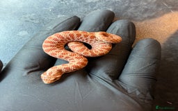 Snake reptiles for sale: Cb25 Hognose snakes AMAZING  - Image 3