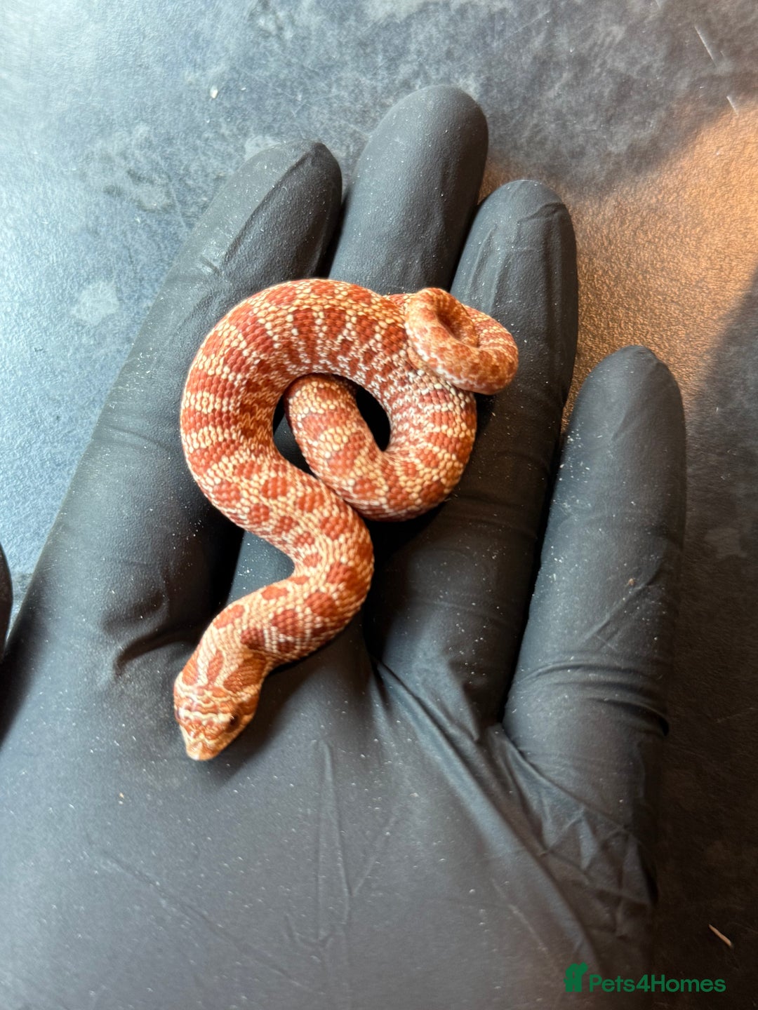Snake reptiles for sale: Cb25 Hognose snakes AMAZING  - Image 3