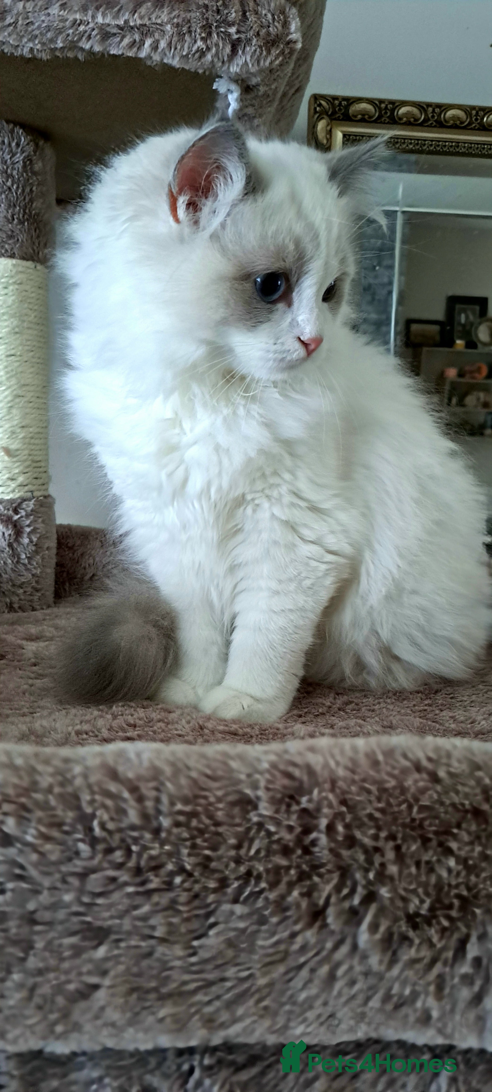 Ragdoll cats Pure Breed GCCF REG beautiful kittens - Advert 10