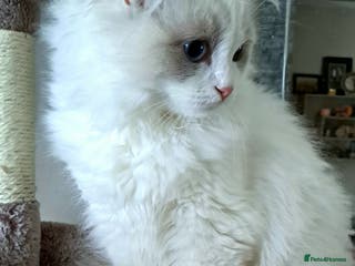 Ragdoll cats Pure Breed GCCF REG beautiful kittens - Advert 14
