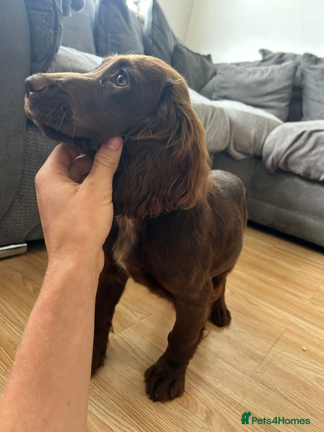 Cocker Spaniel dogs for sale: 5 month old cocker spaniel  - Image 4