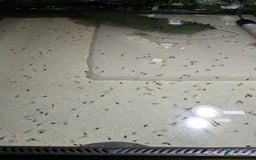 Frog reptiles for sale: Whites Tree Frog Tadpoles for sale  - Image 4