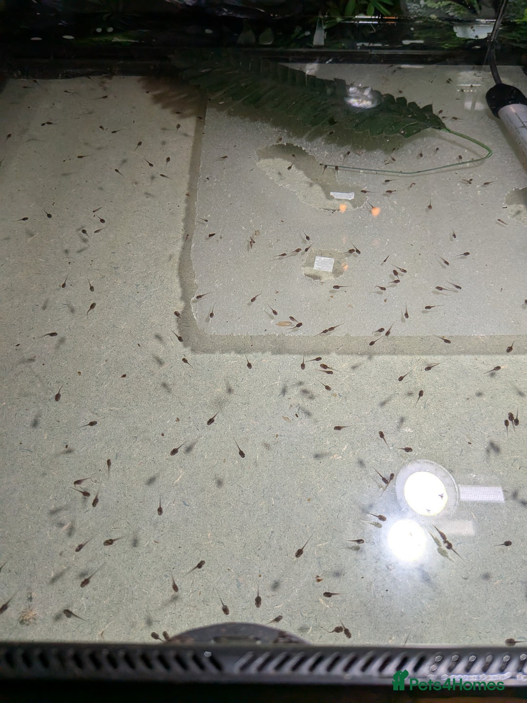 Frog reptiles for sale: Whites Tree Frog Tadpoles for sale  - Image 4