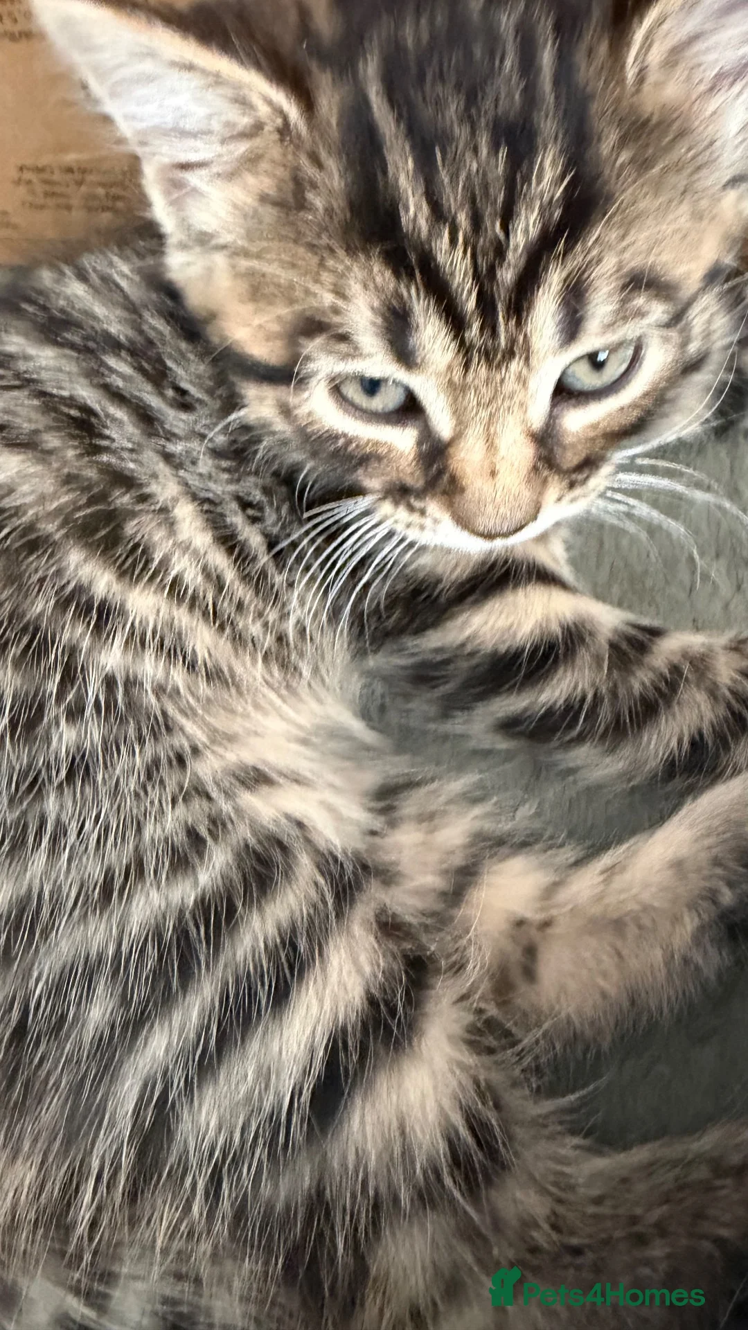 Mixed Breed cats for sale: Tabby kittens looking for a loving home  - Advert 5
