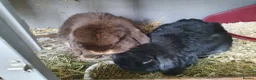 Mini Lop rabbits for sale: Spayed/neutered rabbits for adoption, vac Rhd2 - Advert 2