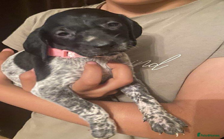 German Shorthaired Pointer dogs - Advert 1
