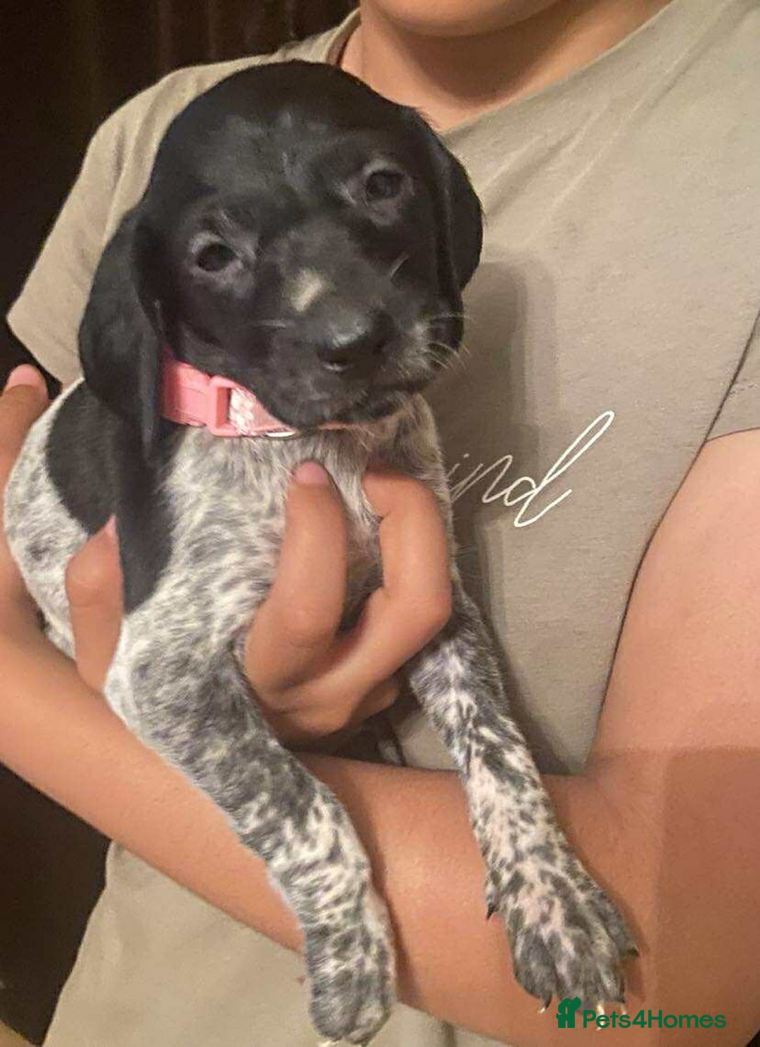 German Shorthaired Pointer dogs for sale: Stunning Litter of GSP puppies - Image 1