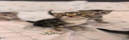 Scottish Fold cats for sale: beautiful scottish fold kittens 💕🧸 - Advert 12