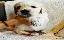 Golden Retriever dogs for sale: 8 Outstanding Chunky Cream Golden Puppies  - Image 23