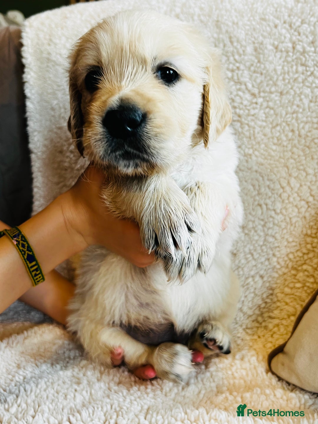 Golden Retriever dogs for sale: 8 Outstanding Chunky Cream Golden Puppies  - Image 23