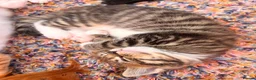 Maine Coon cats for sale: Maine Coon mixed kittens  - Advert 17