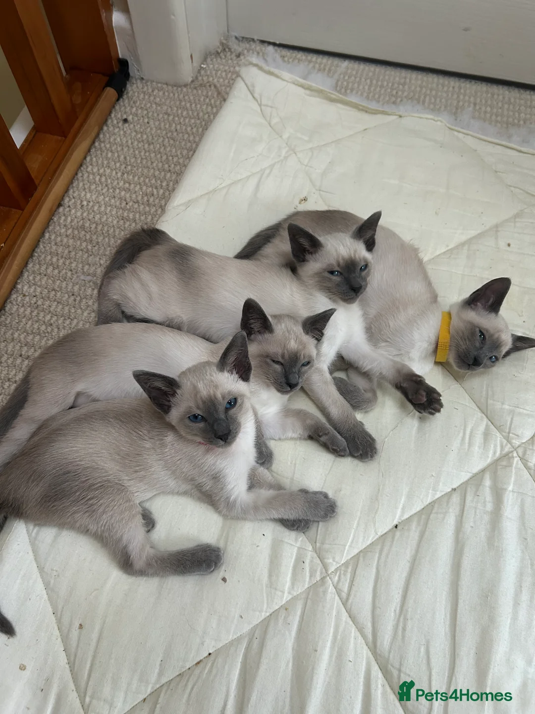 Siamese cats for sale: Orthodox Siamese - Advert 2