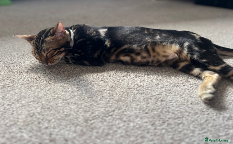 Bengal cats - Advert 10