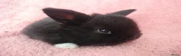 Mini Lop rabbits for sale: Baby mini Lops  for sale  - Advert 5