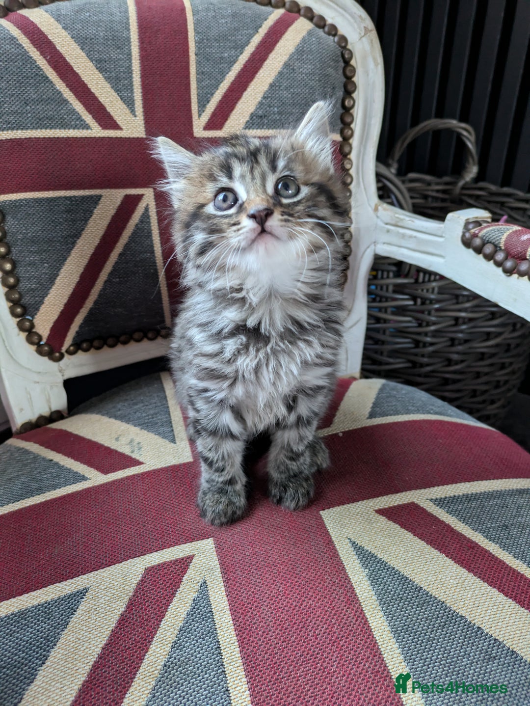 Mixed Breed cats for sale: Beautiful family kittens  - Advert 2