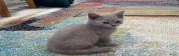 British Longhair cats for sale: One stunning and very friendly kitten - Advert 5