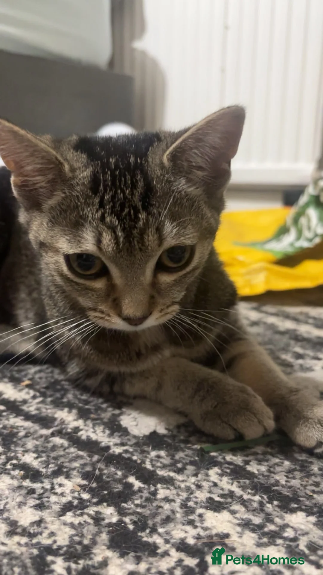 Mixed Breed cats for sale: 5 month old female kittens in Exeter - Advert 1