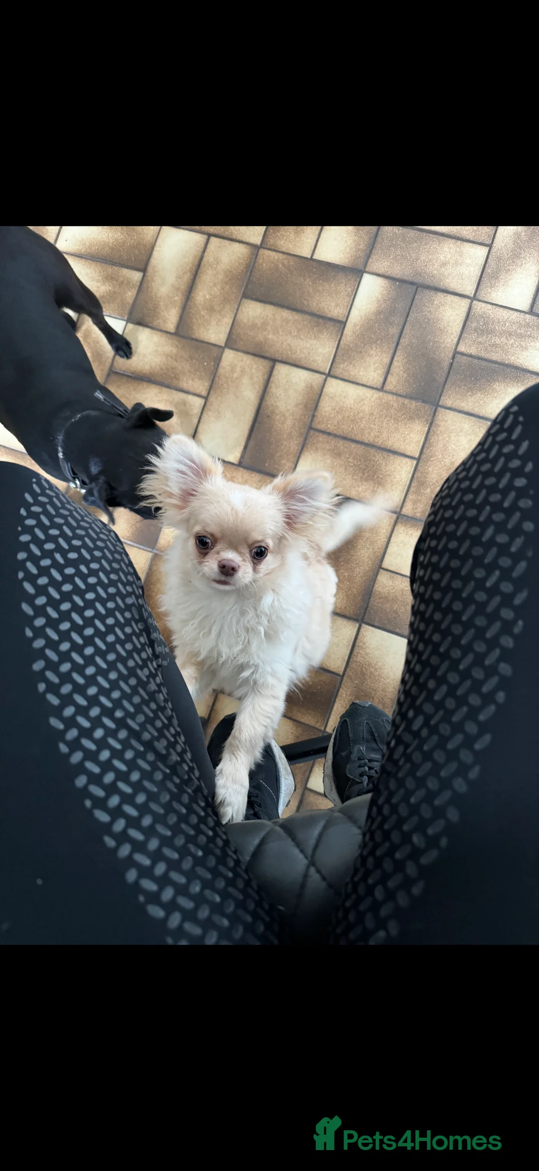 Chihuahua dogs for sale: Long haired Chihuahua  - Advert 1