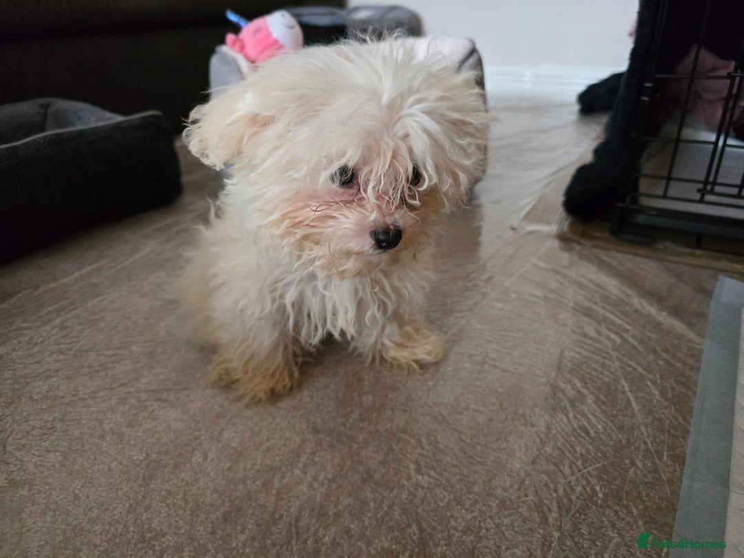 Bichon Frise dogs for sale: Bichon Frise Puppy Looking for a Loving Home - Image 2