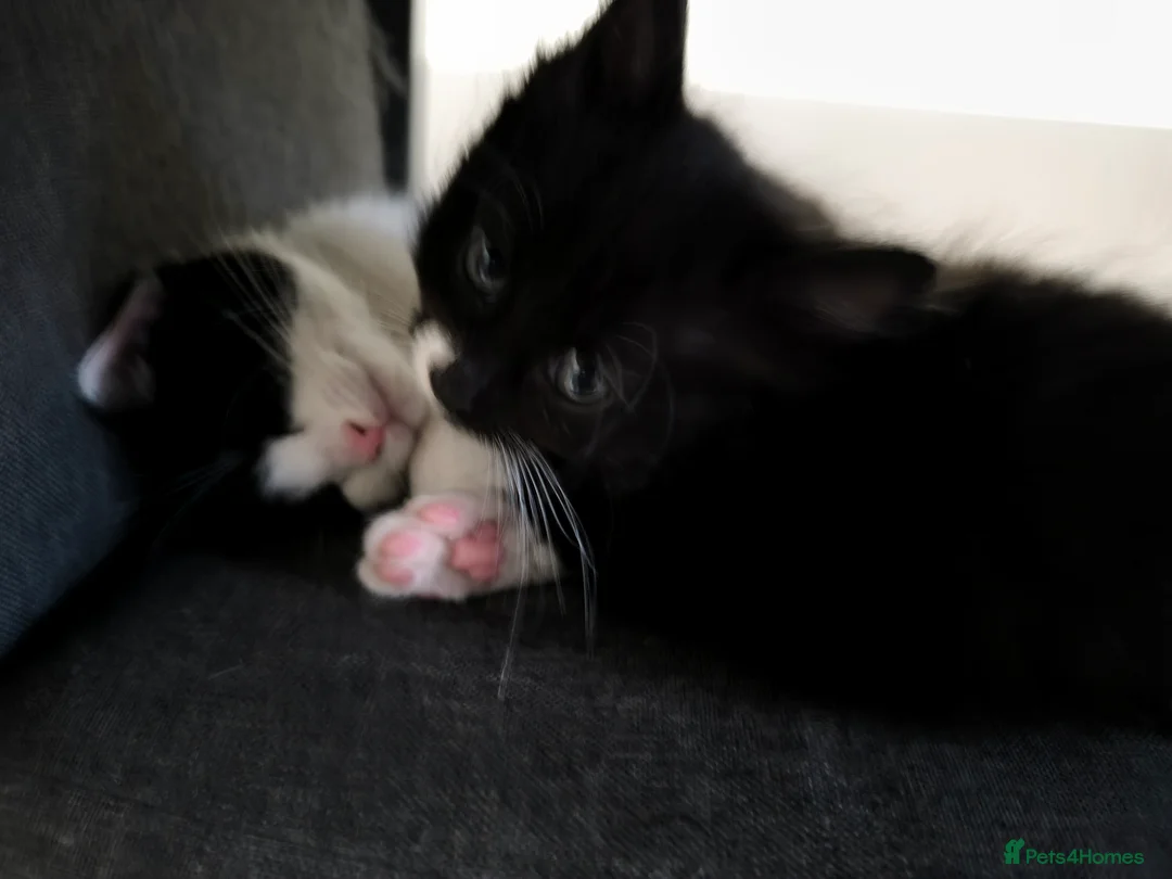 Mixed Breed cats for sale: Long and short hair kittens available now  - Advert 16